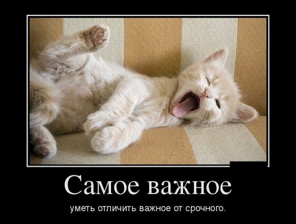 Кот потягивается