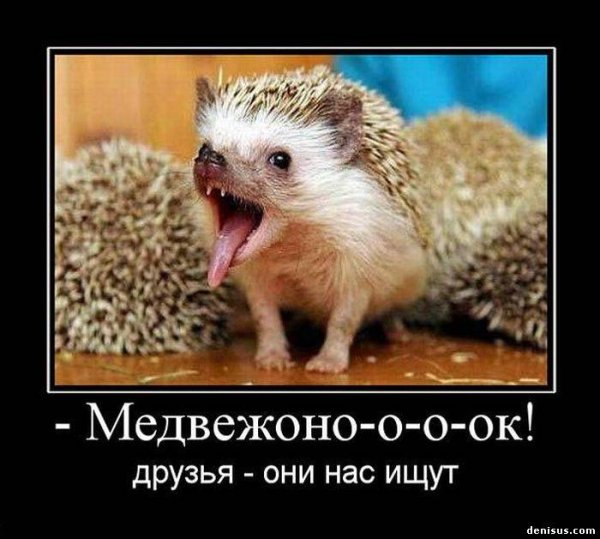 Еж демотиватор