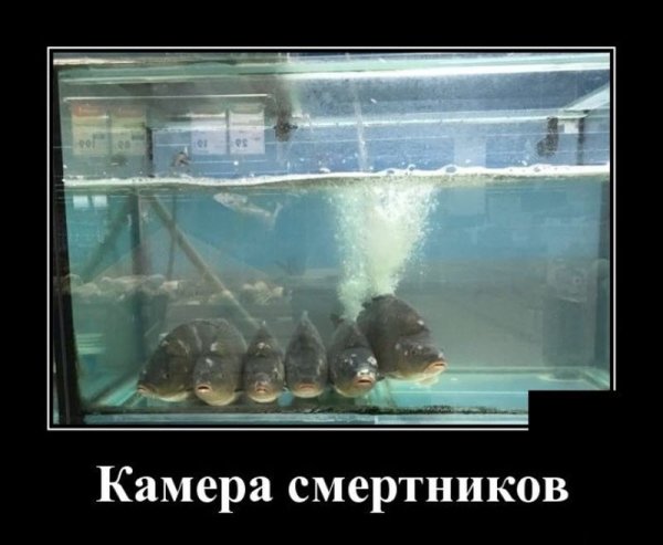 Демотиватор аквариум