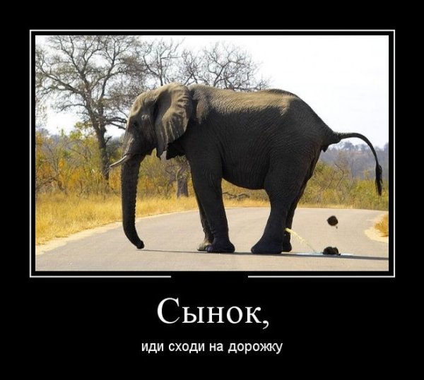 Слон демотиватор