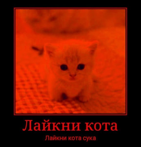 Лайкни кота