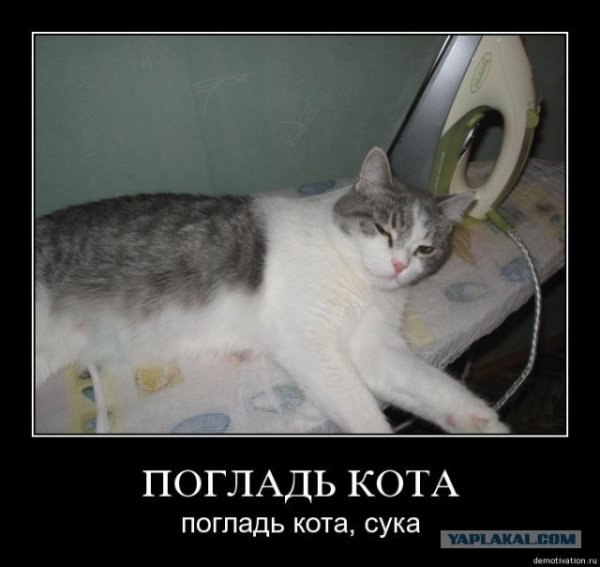 Погладь кота погладь кота сука
