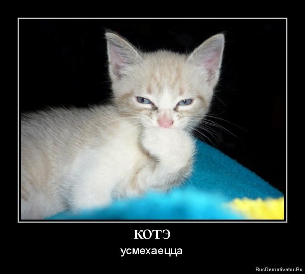 Демотиваторы по котэ