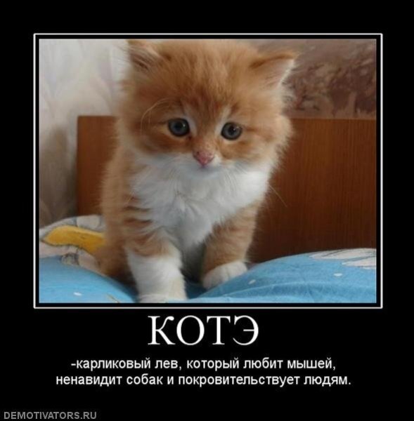 Котэ надпись