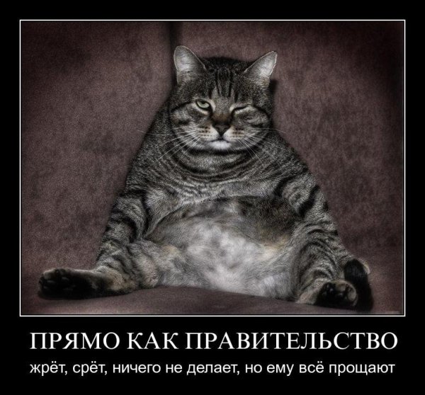 Толстый кот демотиватор