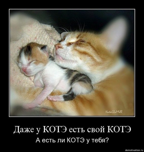 Демотиваторы про кошек любовь