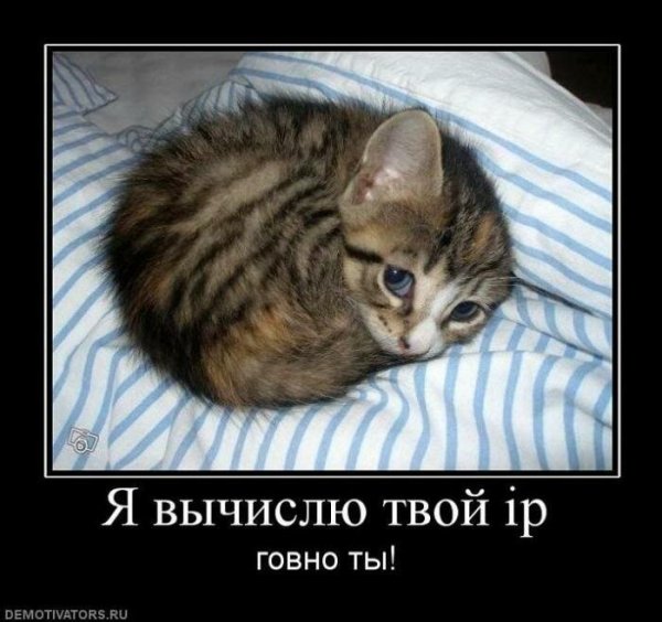 Злой кот демотиватор