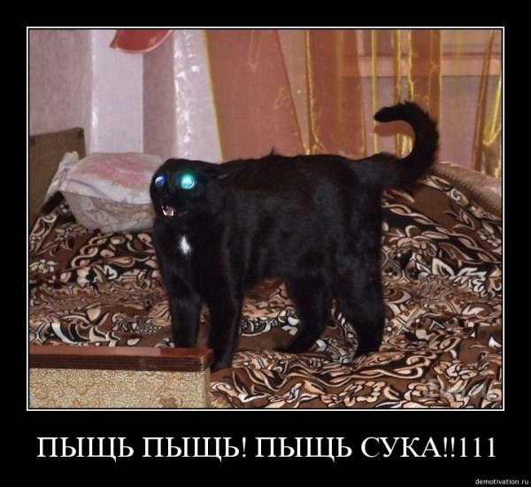 Демотиваторы злые котики