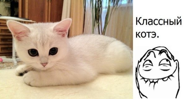 Лайкни кота демотиватор