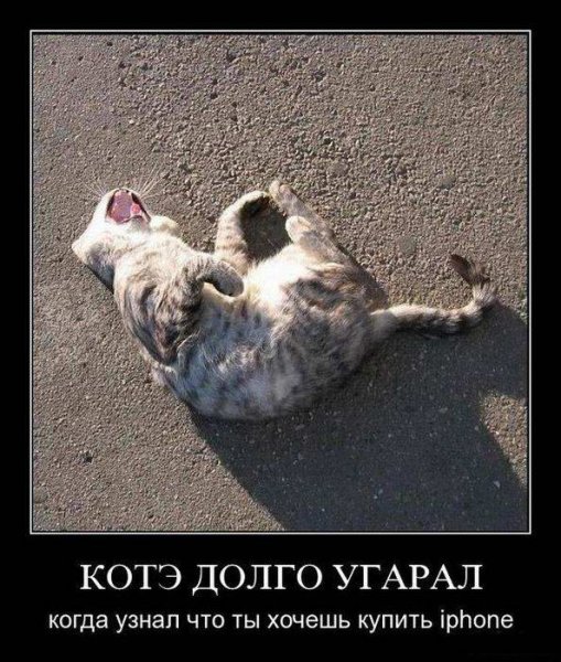 Демотиватор кот смеётся