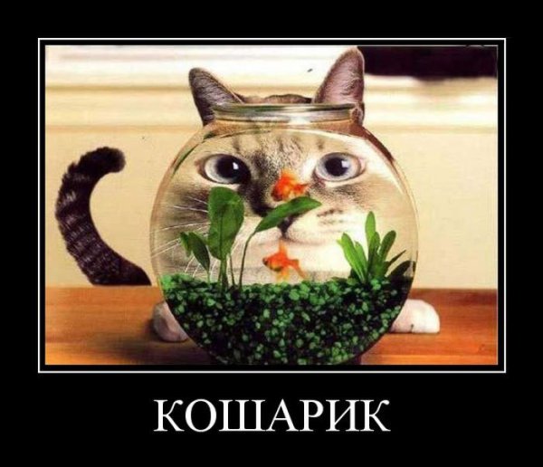 Смешной кошарик