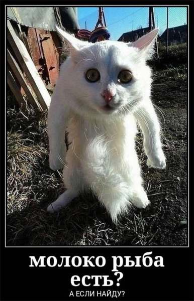 Офигевший кот Мем