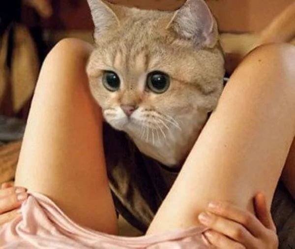 Это не тунец Мем