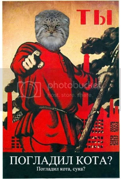 Лайкни кота лайкни кота