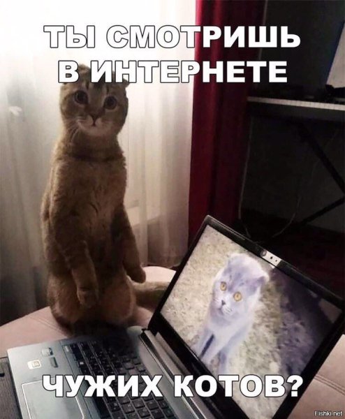 Ты кот