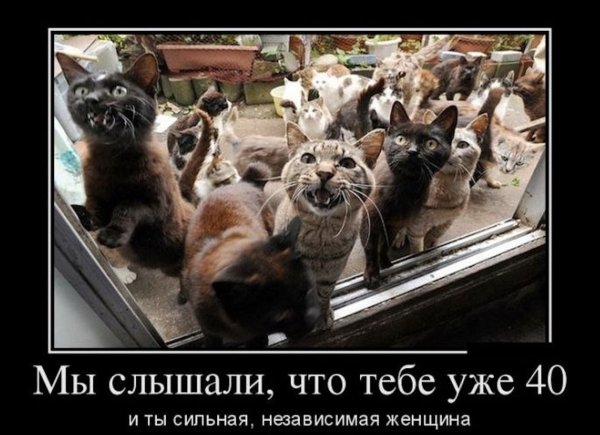 Демотиваторы с котами