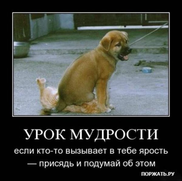 Смешная мудрость