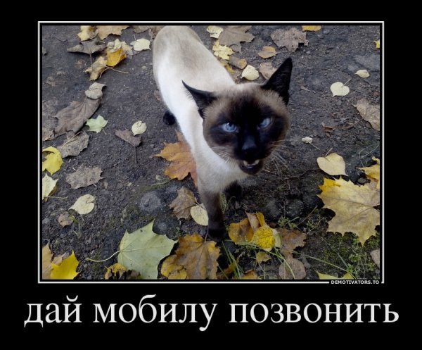 Демотиваторы про воров