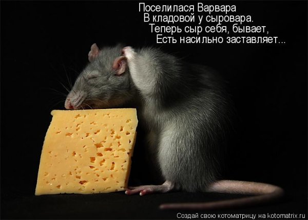 Крыса прикол