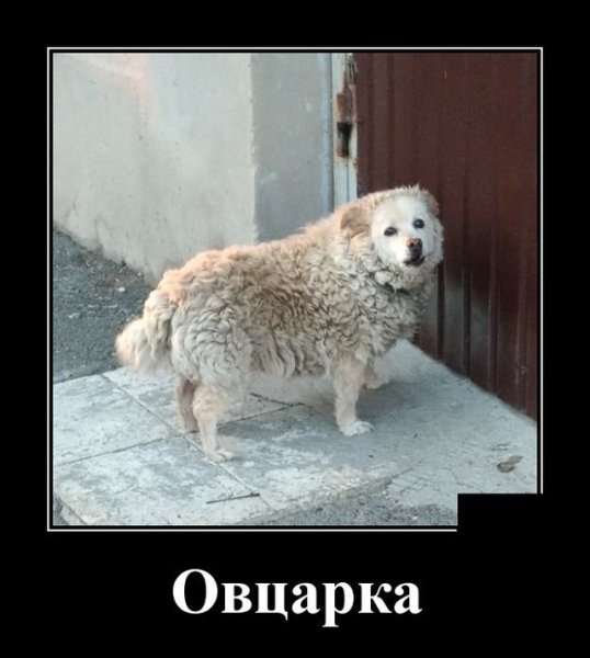 Лучшие демотиваторы