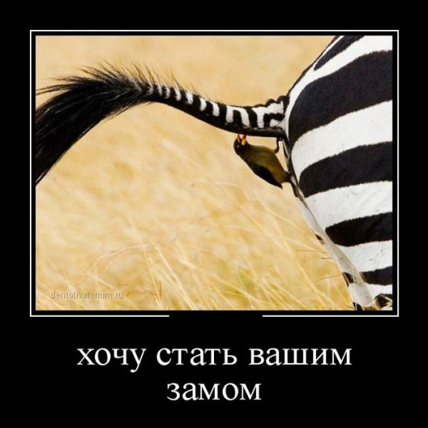 Демотиваторы смешные