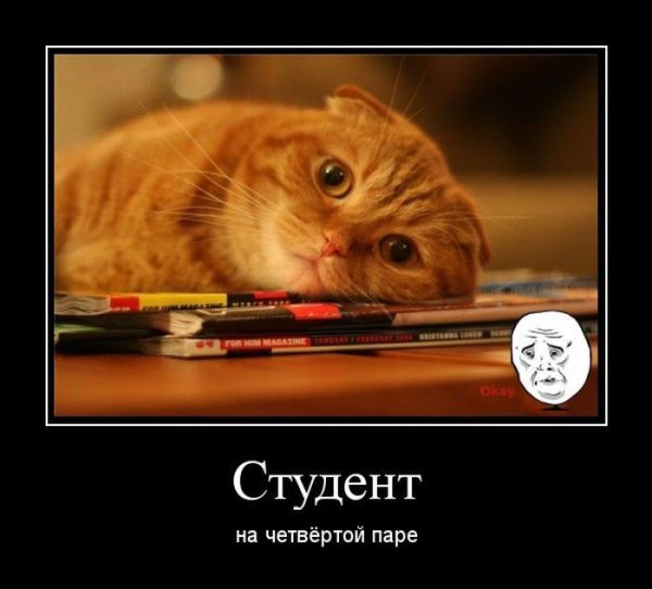 Приколы про студентов
