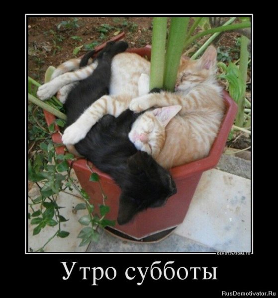 Суббота утро прикол