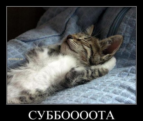 Спокойной ночи кот