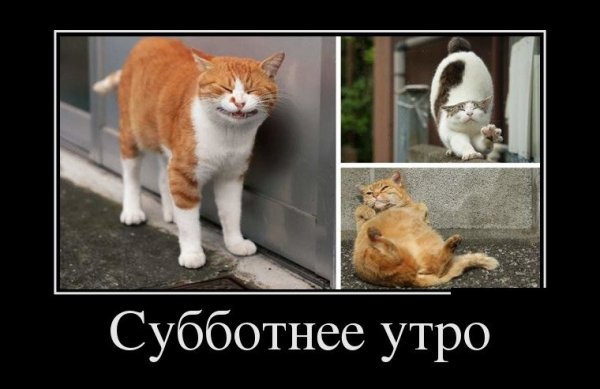 Суббота утро прикол