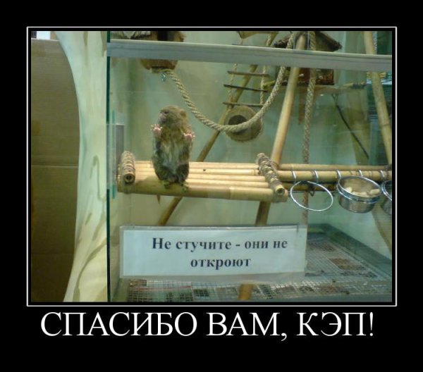 Спасибо кэп