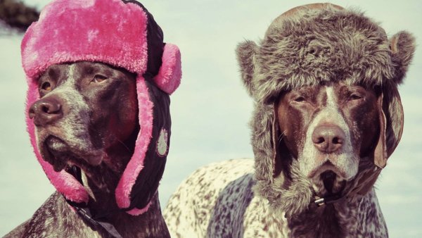 Псина в шапке