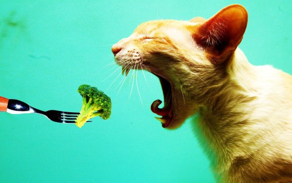Креативные коты