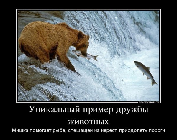 Демотиваторы пример дружбы животных