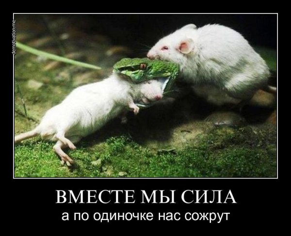 Вместе мы сила прикольные