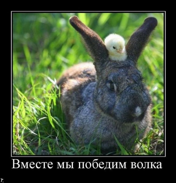 Кролик юмор