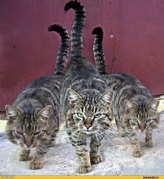 Кошачий юмор с надписями