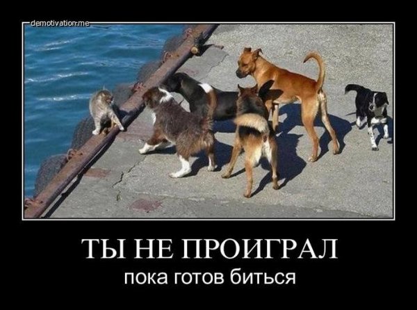 Демотиваторы о понимании