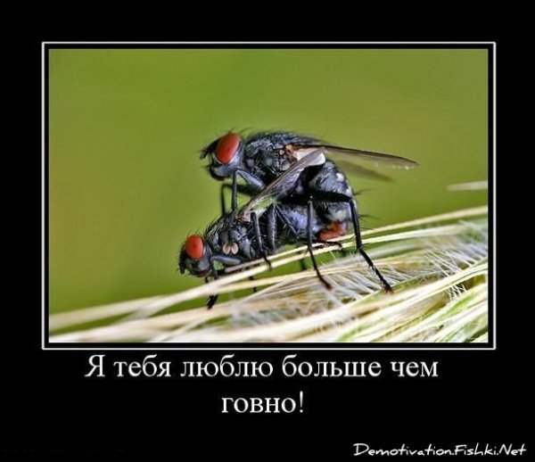 Муха демотиватор