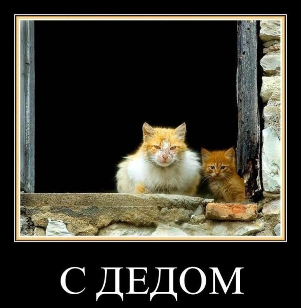 Кот демотиватор