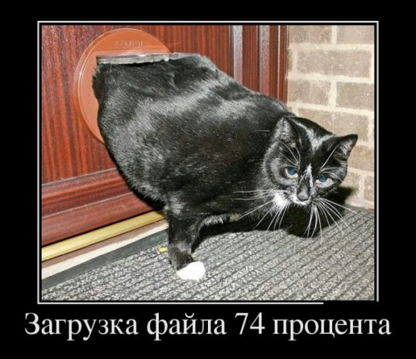 Демотиваторы кошки