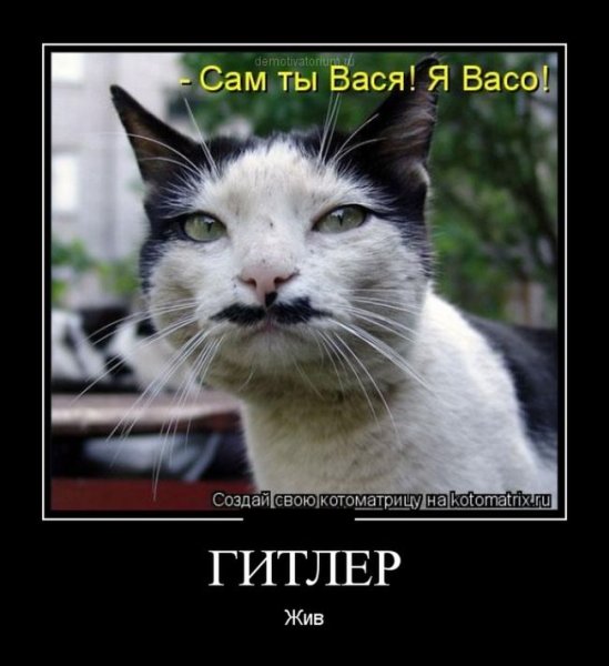 Демотиваторы про котов