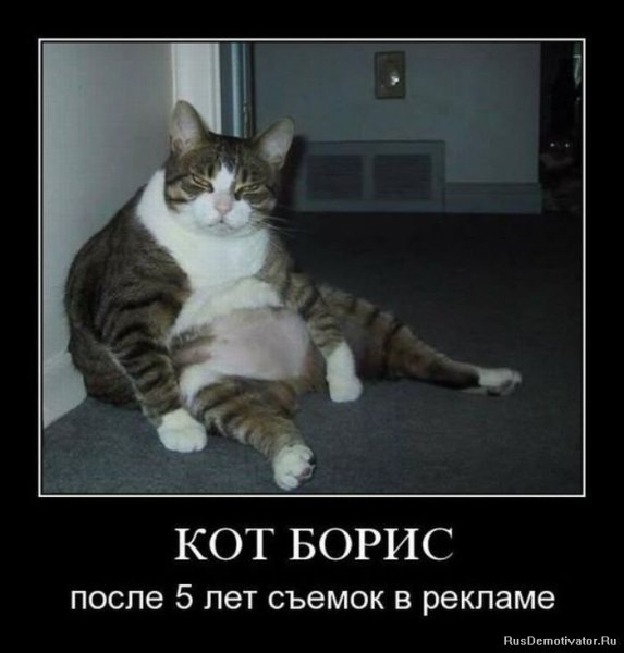 Кот Борис демотиваторы