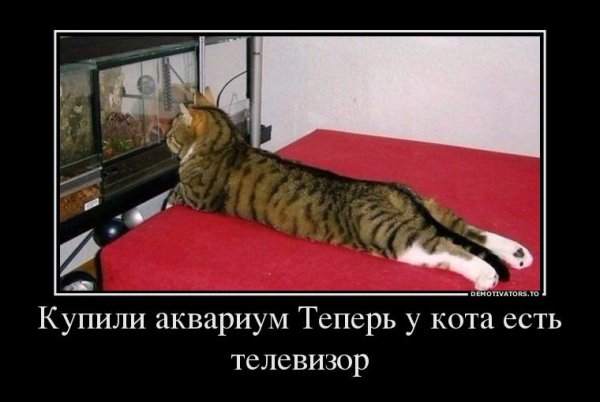 Котэ приколы