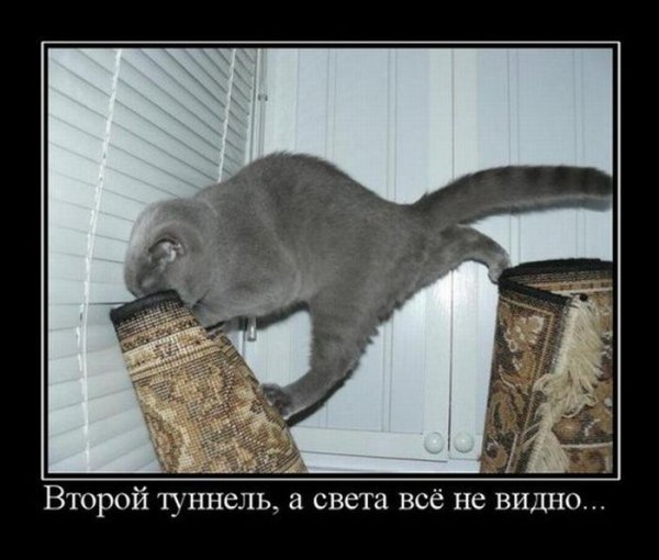 Демотиваторы с котами