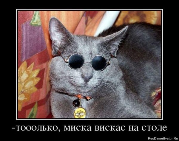 Кот демотиватор