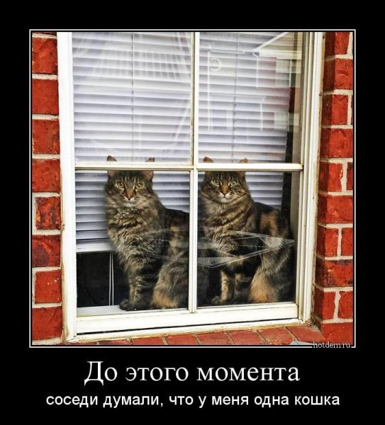 Котята демотиваторы
