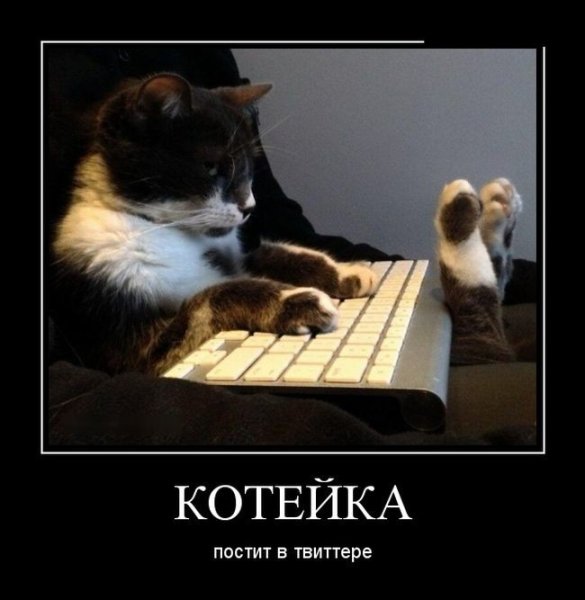 Кот за компьютером