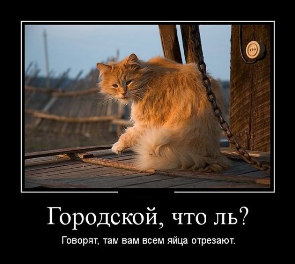 Среда демотиваторы