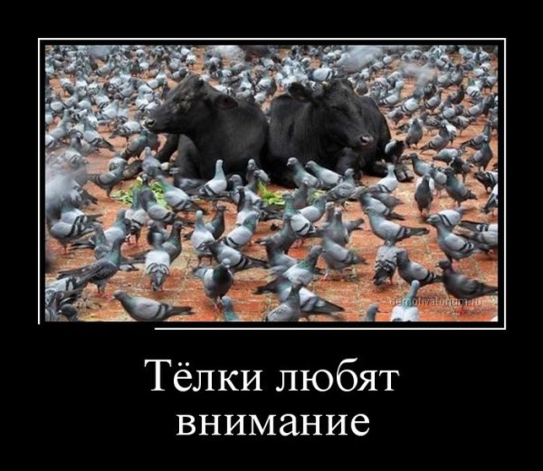 Дуб прикол