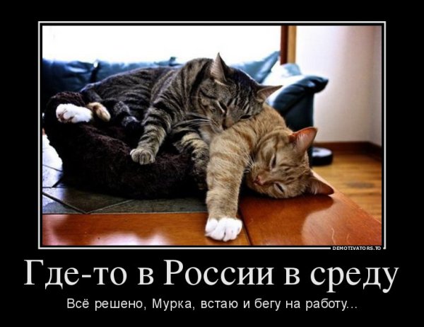Среда демотиваторы